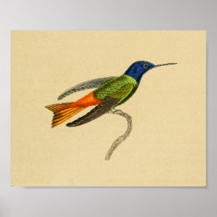 Vintag 1830 Hummingbird Print Red Blue Poster
