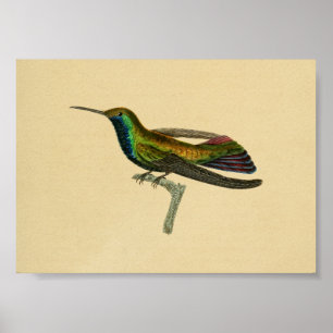 Vintag 1830 Hummingbird Print Red Blue Poster