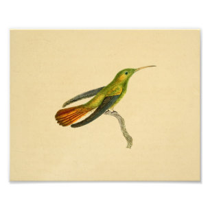 Vintag 1830 Hummingbird Print Red Green Fotodruck