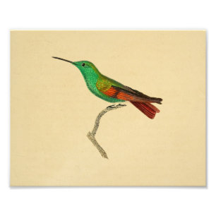 Vintag 1830 Hummingbird Print Red Green Fotodruck