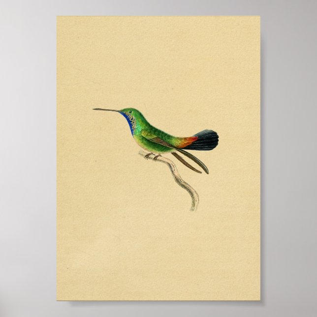 Vintag 1830 Hummingbird Print Red Green Poster (Vorne)