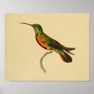 Vintag 1830 Hummingbird Print Red Green Poster