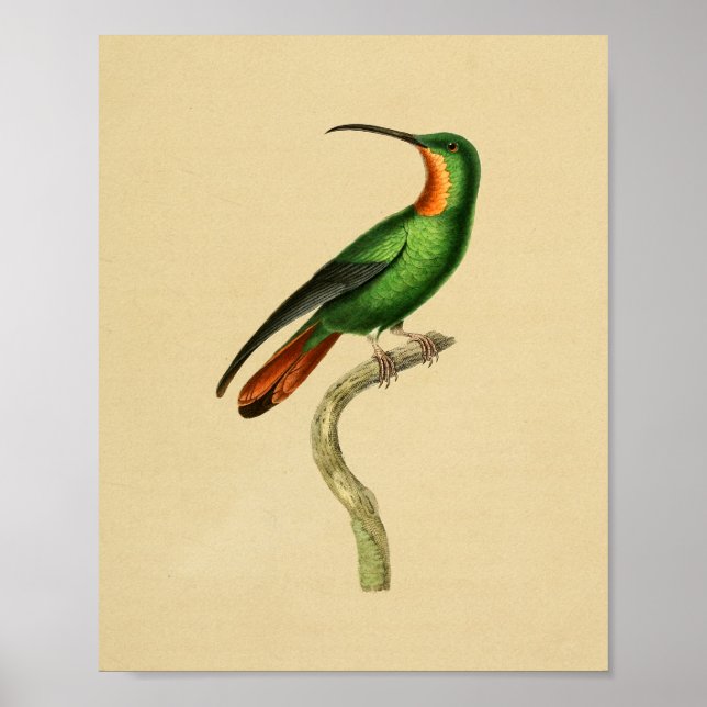 Vintag 1830 Hummingbird Print Red Green Poster (Vorne)