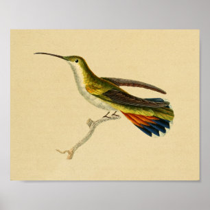Vintag 1830 Hummingbird Print Red Green Poster