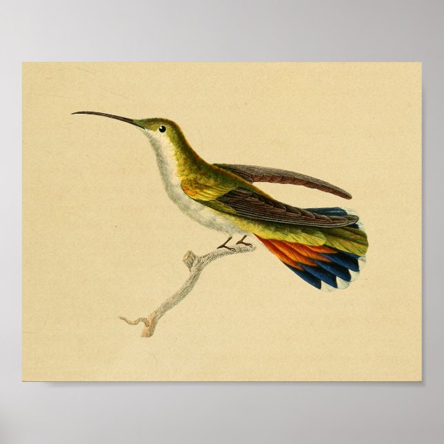 Vintag 1830 Hummingbird Print Red Green Poster (Vorne)