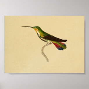 Vintag 1830 Hummingbird Print Red Green Poster