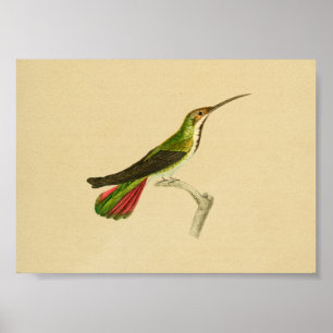 Vintag 1830 Hummingbird Print Red Green Poster