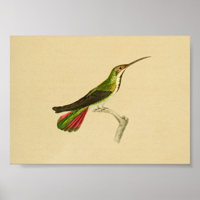 Vintag 1830 Hummingbird Print Red Green Poster (Vorne)