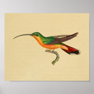 Vintag 1830 Hummingbird Print Red Green Poster