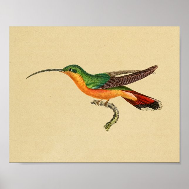Vintag 1830 Hummingbird Print Red Green Poster (Vorne)