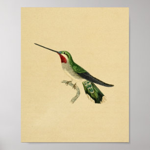 Vintag 1830 Hummingbird Print Red Green Poster