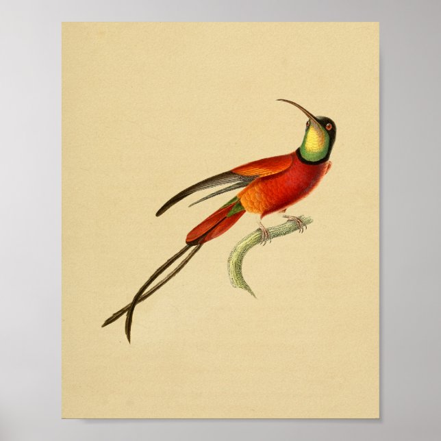 Vintag 1830 Hummingbird Print Red Green Poster (Vorne)