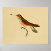 Vintag 1830 Hummingbird Print Red Green