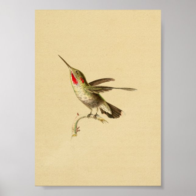 Vintag 1830 Hummingbird Print Red Throated Poster (Vorne)