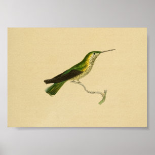Vintag 1830 Hummingbird Print Yellow Green Poster