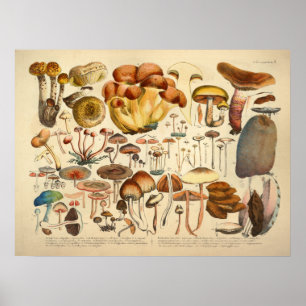 Vintag 1831 Mushroom Variety Brown Blue Print Poster