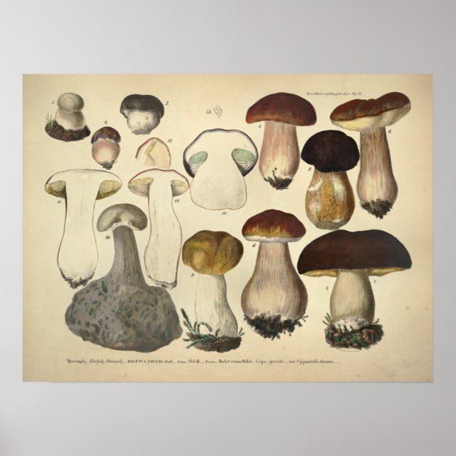 Vintag 1831 Mushroom Variety Brown Cap Print Poster (Vorne)