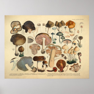 Vintag 1831 Mushroom Variety Brown Red Print Poster