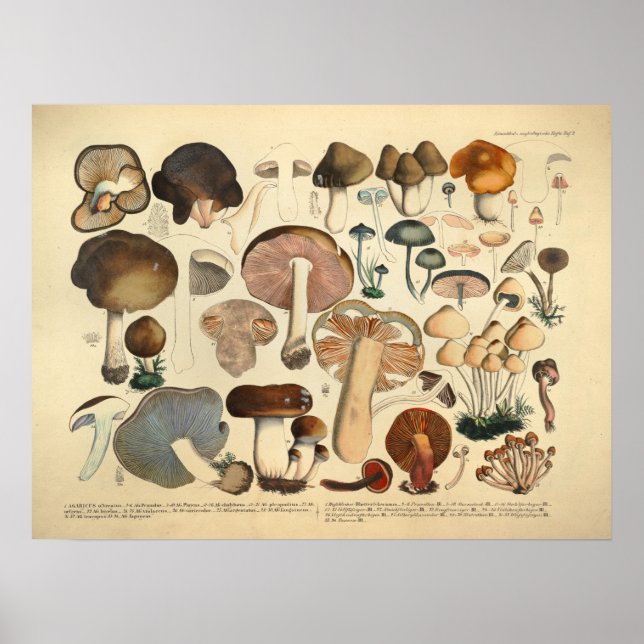 Vintag 1831 Mushroom Variety Brown Red Print Poster (Vorne)