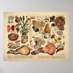 Vintag 1831 Mushroom Variety Brown Yellow Print Poster
