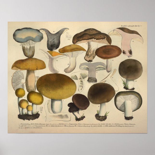 Vintag 1831 Mushroom Variety Brown Yellow Print Poster (Vorne)
