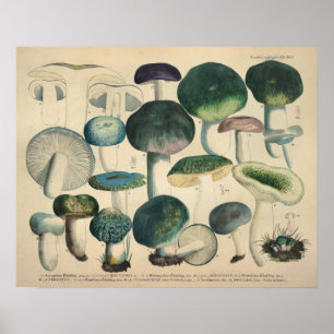 Vintag 1831 Mushroom Variety Green Blue Print Poster