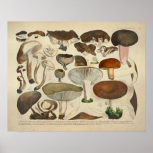 Vintag 1831 Mushroom Variety Green Brown Print Poster