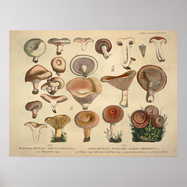Vintag 1831 Mushroom Variety Green Brown Print Poster (Vorne)