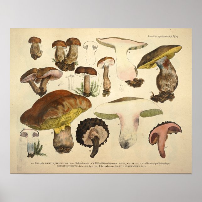 Vintag 1831 Mushroom Variety Green Brown Print Poster (Vorne)