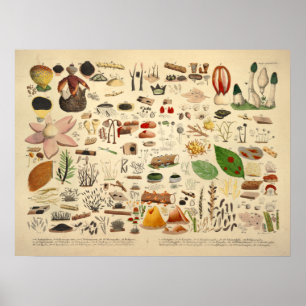 Vintag 1831 Mushroom Variety Green Yellow Print Poster