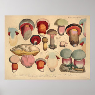 Vintag 1831 Mushroom Variety Red Blue Print Poster
