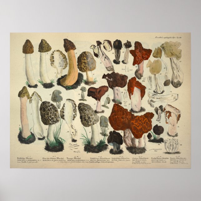 Vintag 1831 Mushroom Variety Red Brown Print Poster (Vorne)