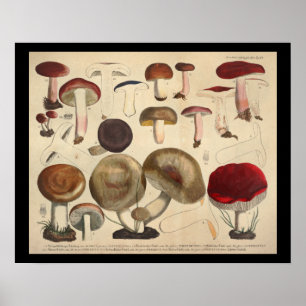 Vintag 1831 Mushroom Variety Red Brown Print Poster