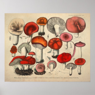 Vintag 1831 Mushroom Variety Red Orange Print Poster