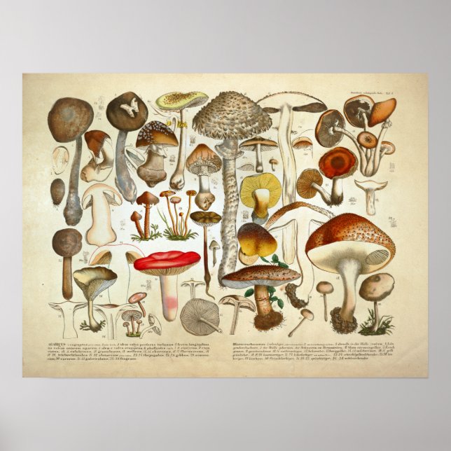 Vintag 1831 Mushroom Variety Red Yellow Print Poster (Vorne)
