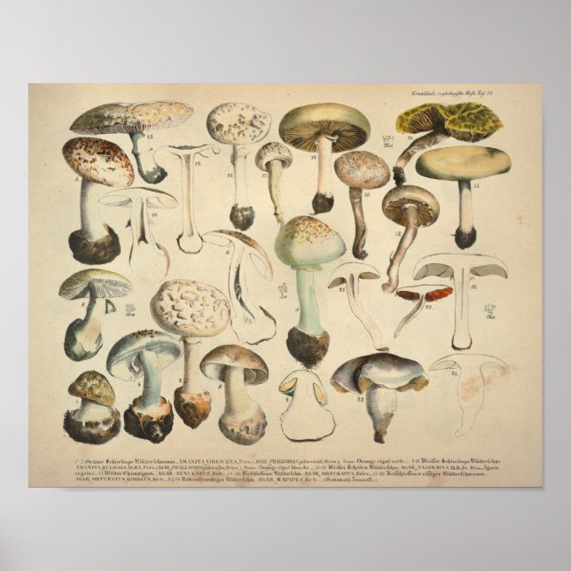 Vintag 1831 Mushroom Variety White Brown Print Poster (Vorne)