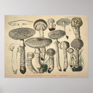 Vintag 1831 Mushroom Variety White Brown Print Poster