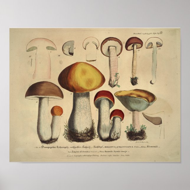 Vintag 1831 Mushroom Variety Yellow Brown Print Poster (Vorne)