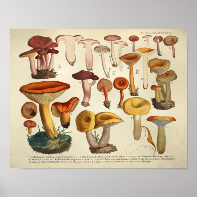 Vintag 1831 Mushroom Variety Yellow Brown Print Poster (Vorne)