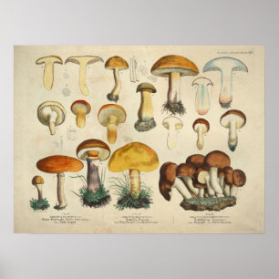 Vintag 1831 Mushroom Variety Yellow Brown Print Poster