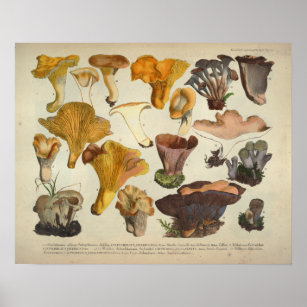 Vintag 1831 Mushroom Variety Yellow Brown Print Poster