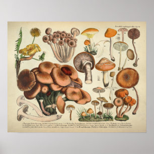 Vintag 1831 Mushroom Variety Yellow Brown Print Poster