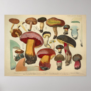 Vintag 1831 Mushroom Variety Yellow Red Print Poster