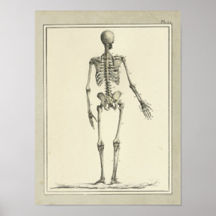 Vintag 1831 Skelettanatomie Druck Poster