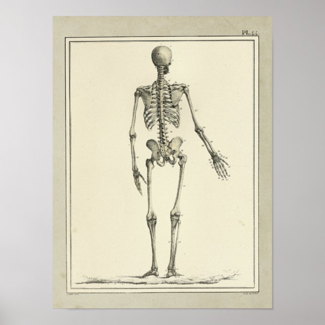 Vintag 1831 Skelettanatomie Druck Poster (Vorne)