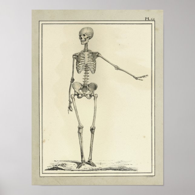 Vintag 1831 Skelettanatomie Druck Poster (Vorne)