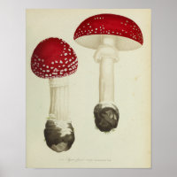 Vintag 1841 Pilze mit rotem Cap Art Print