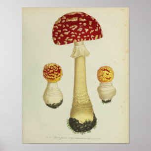 Vintag 1841 Rot-Gelbe Pilze Kunst, Dichtung und Mu Poster