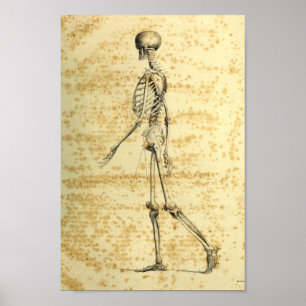 Vintag 1843 Human Skeleton Anatomy Print Poster