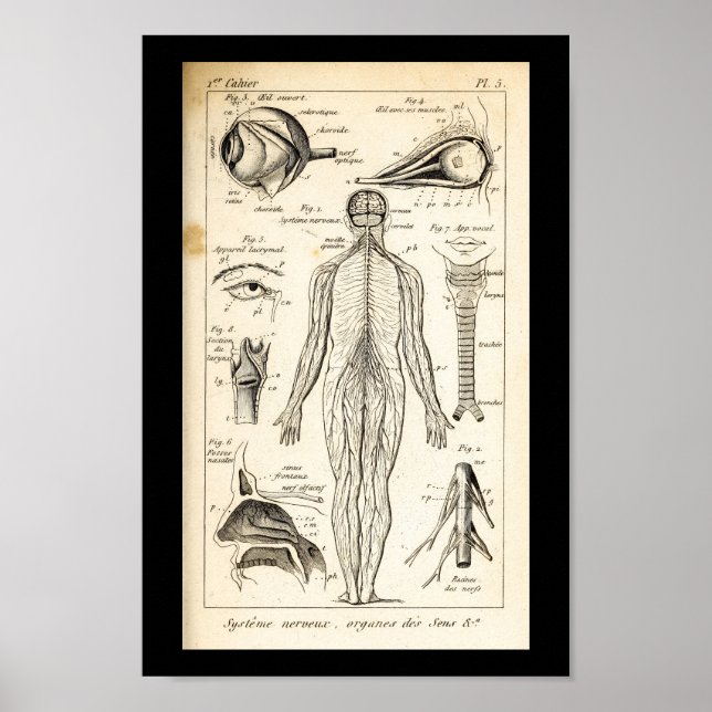 Vintag 1844 Anatomie des Menschen drucken Poster (Vorne)